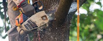 How Our Tree Care Process Works  in  Piedmont, OK