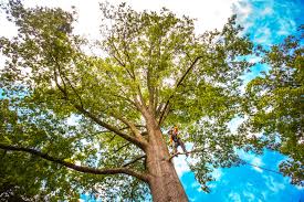 Best Lawn Maintenance Plans  in Piedmont, OK