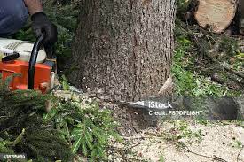 Best Tree Removal  in Piedmont, OK
