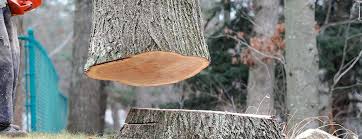 Best Arborist Consultation Services  in Piedmont, OK
