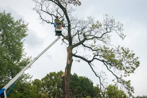 Best Tree Cabling and Bracing  in Piedmont, OK