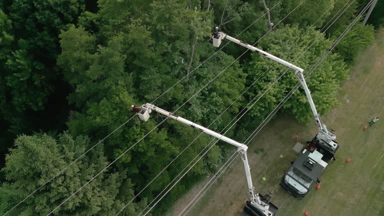 Trusted Piedmont, OK Tree Services Experts