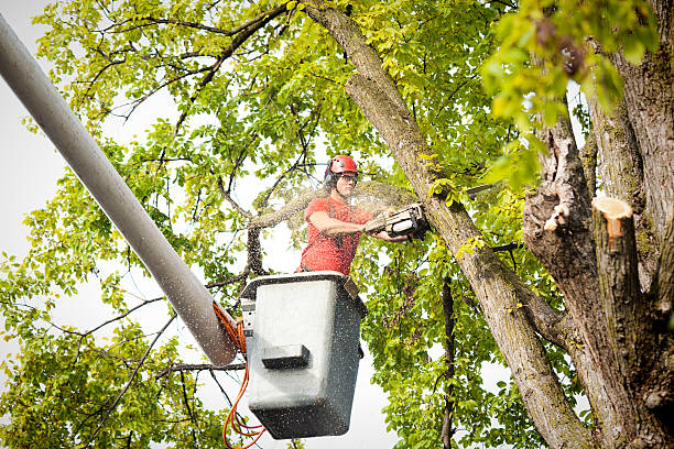 Best Firewood Processing and Delivery  in Piedmont, OK