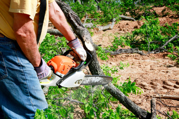 Best Tree Mulching  in Piedmont, OK